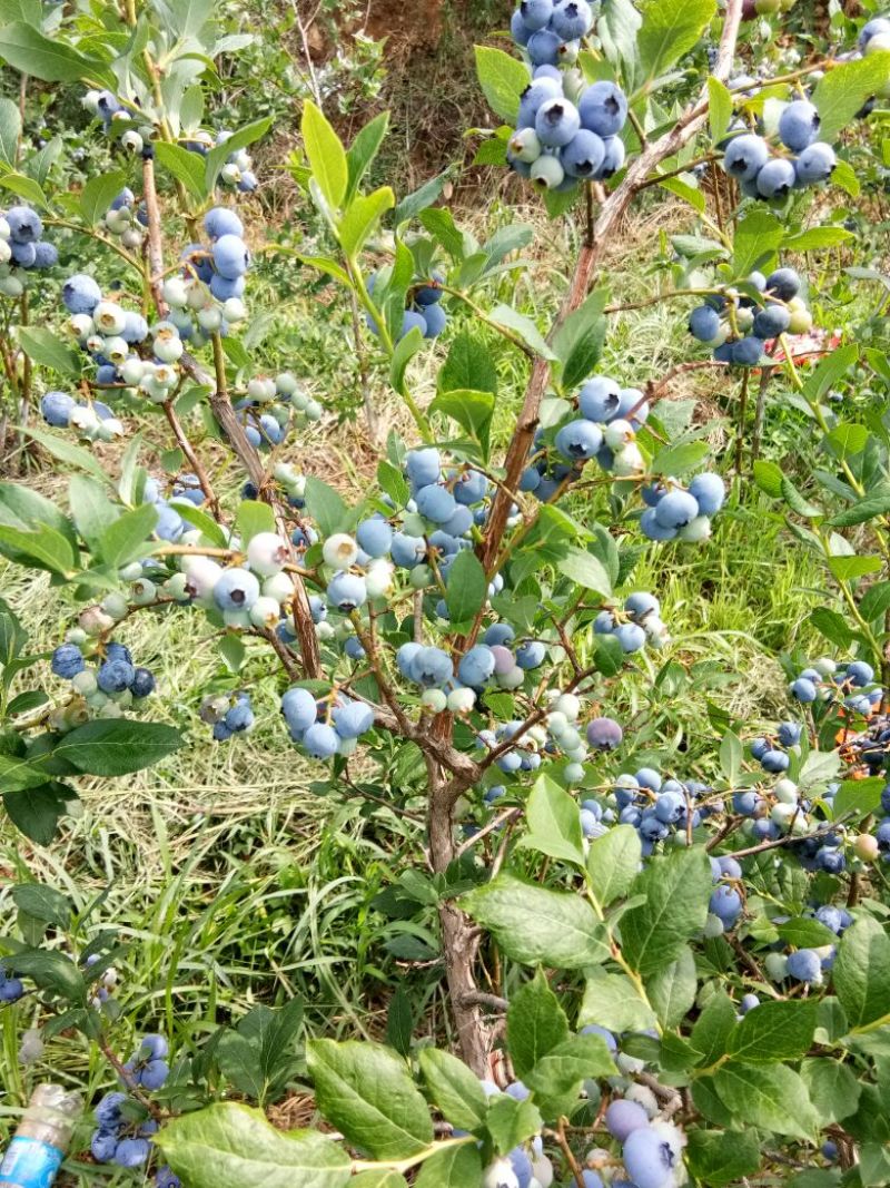 蓝丰蓝莓鲜果10~12mm以上