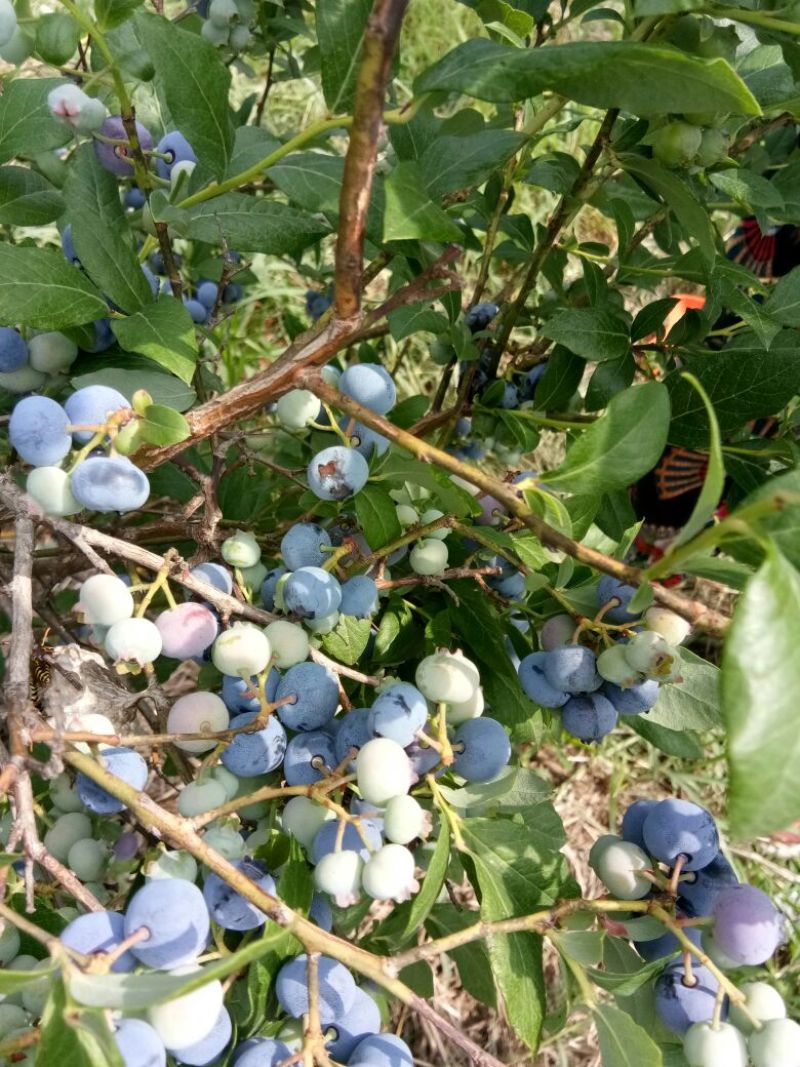 蓝丰蓝莓鲜果10~12mm以上