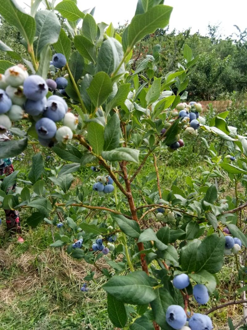 蓝丰蓝莓鲜果10~12mm以上