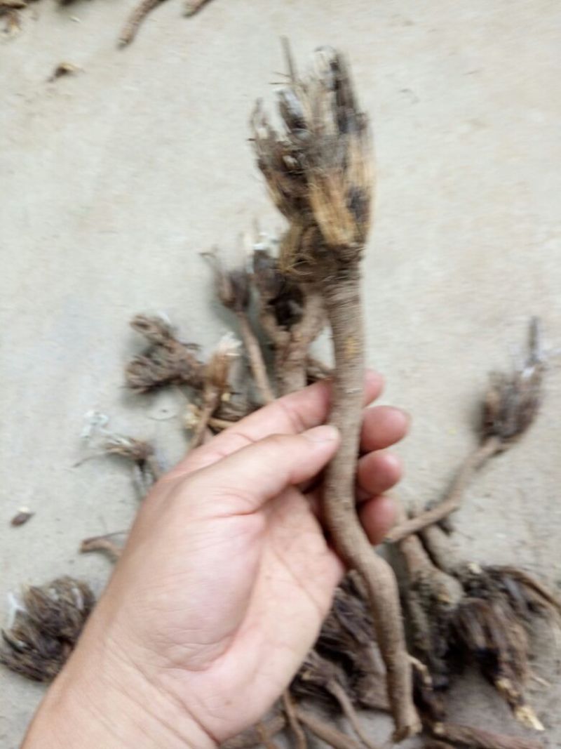 漏芦河南野生支持线上保障交易可视频看货