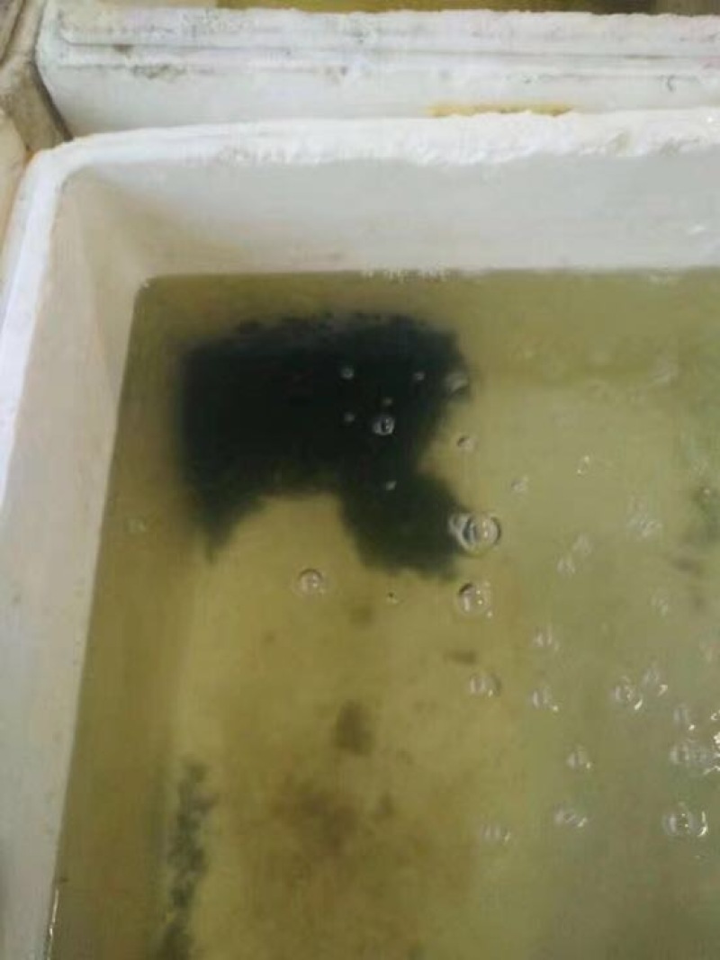 土鲶鱼