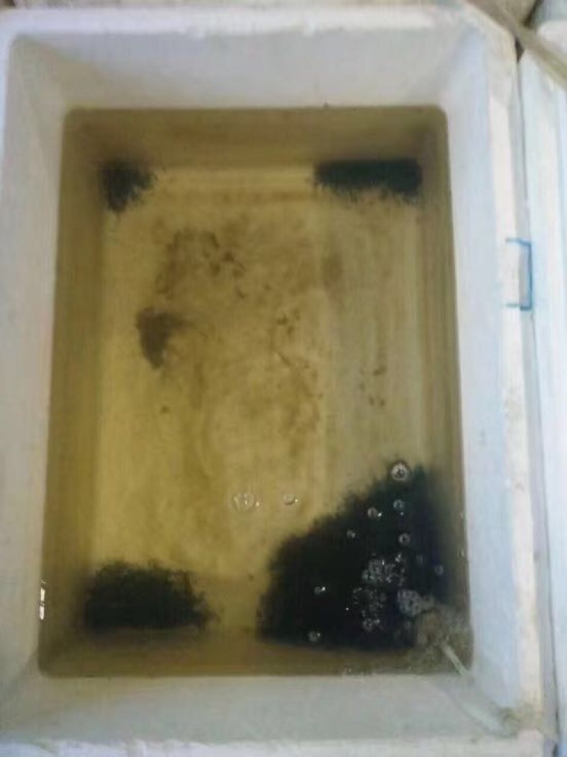 土鲶鱼