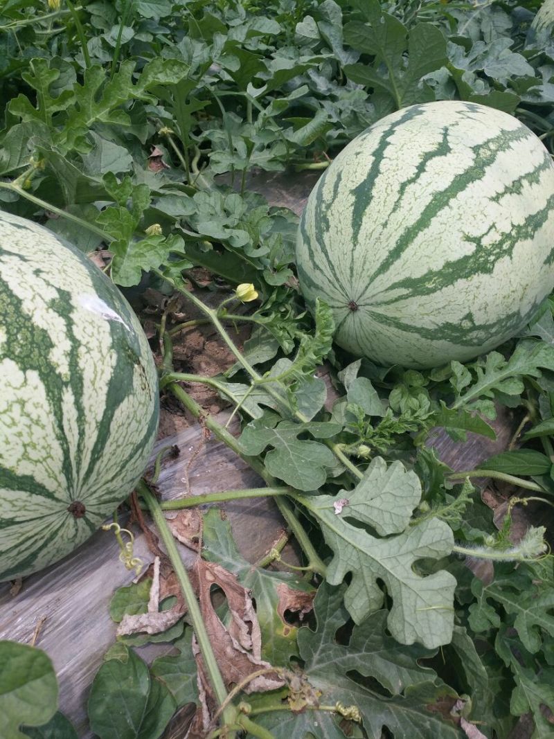 金城5号西瓜10斤打底9成熟1茬