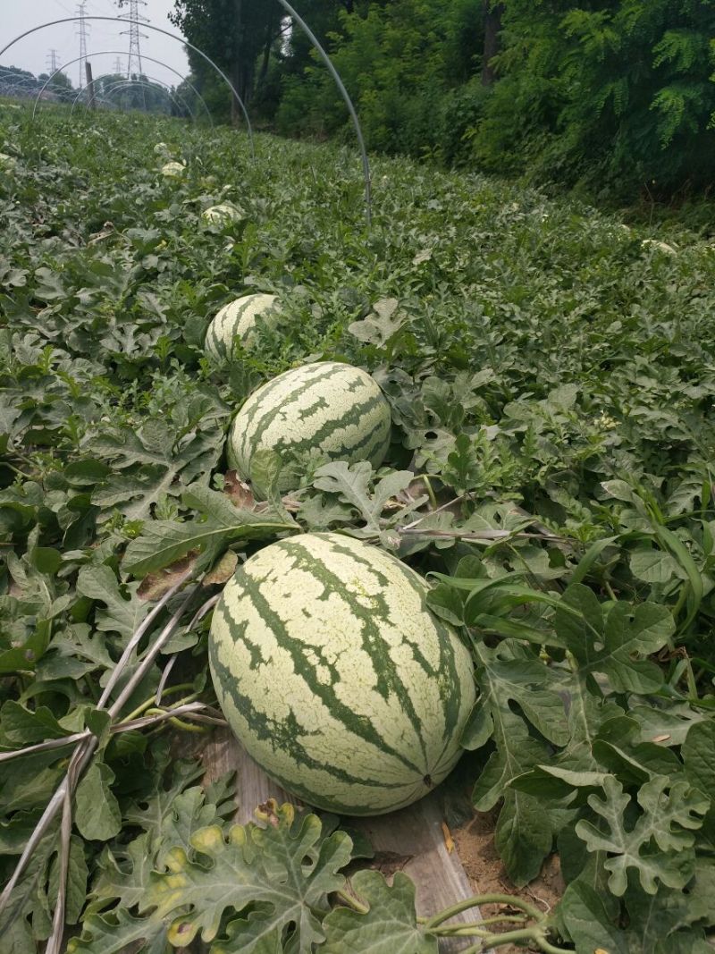 金城5号西瓜10斤打底9成熟1茬