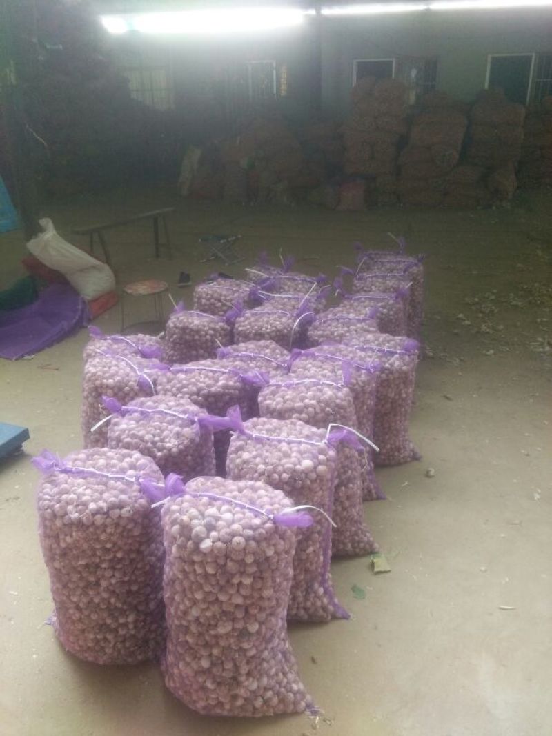 2025新蒜丰县徐州紫皮独头蒜混级统货干蒜独掰蒜