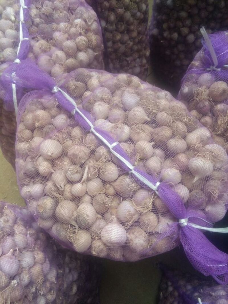 2025新蒜丰县徐州紫皮独头蒜混级统货干蒜独掰蒜