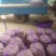2025新蒜丰县徐州紫皮独头蒜混级统货干蒜独掰蒜