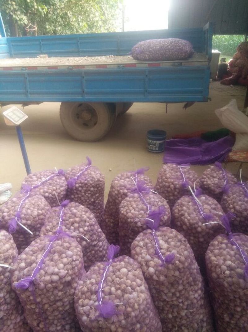 2025新蒜丰县徐州紫皮独头蒜混级统货干蒜独掰蒜