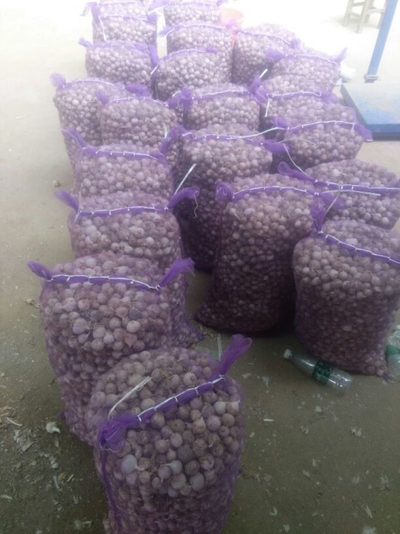 2025新蒜丰县徐州紫皮独头蒜混级统货干蒜独掰蒜