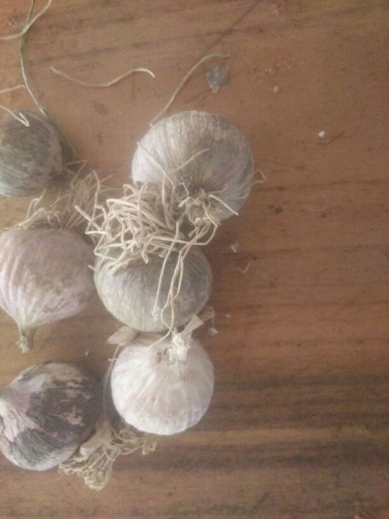 2025新蒜丰县徐州紫皮独头蒜混级统货干蒜独掰蒜