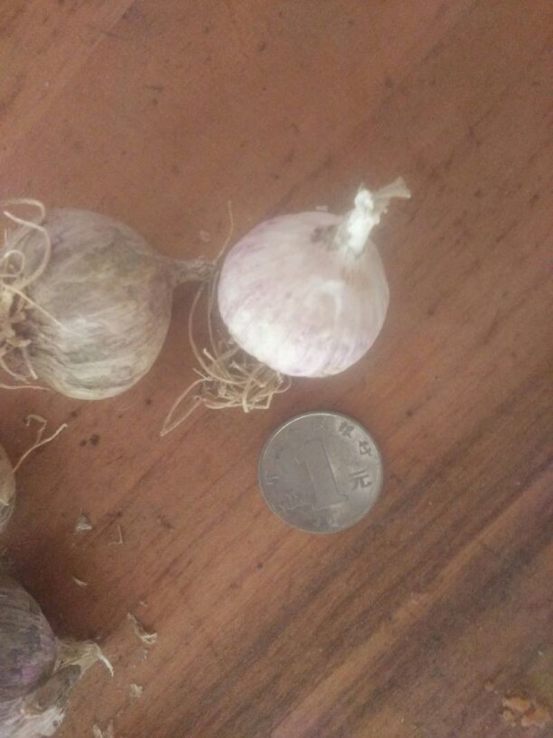 2025新蒜丰县徐州紫皮独头蒜混级统货干蒜独掰蒜