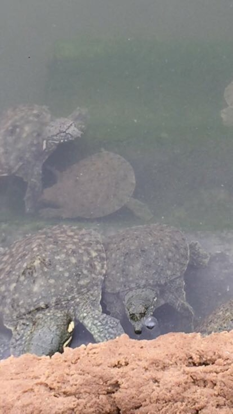 甲鱼苗