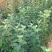 【热卖】露利苹果树苗苹果苗指导种植技术手把手教给你技术