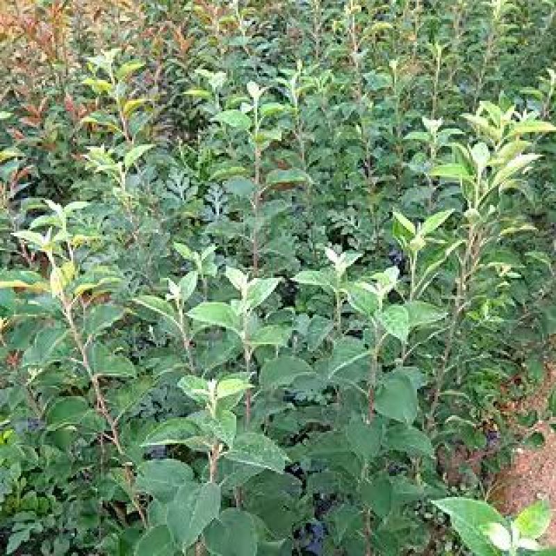 【热卖】露利苹果树苗苹果苗指导种植技术手把手教给你技术