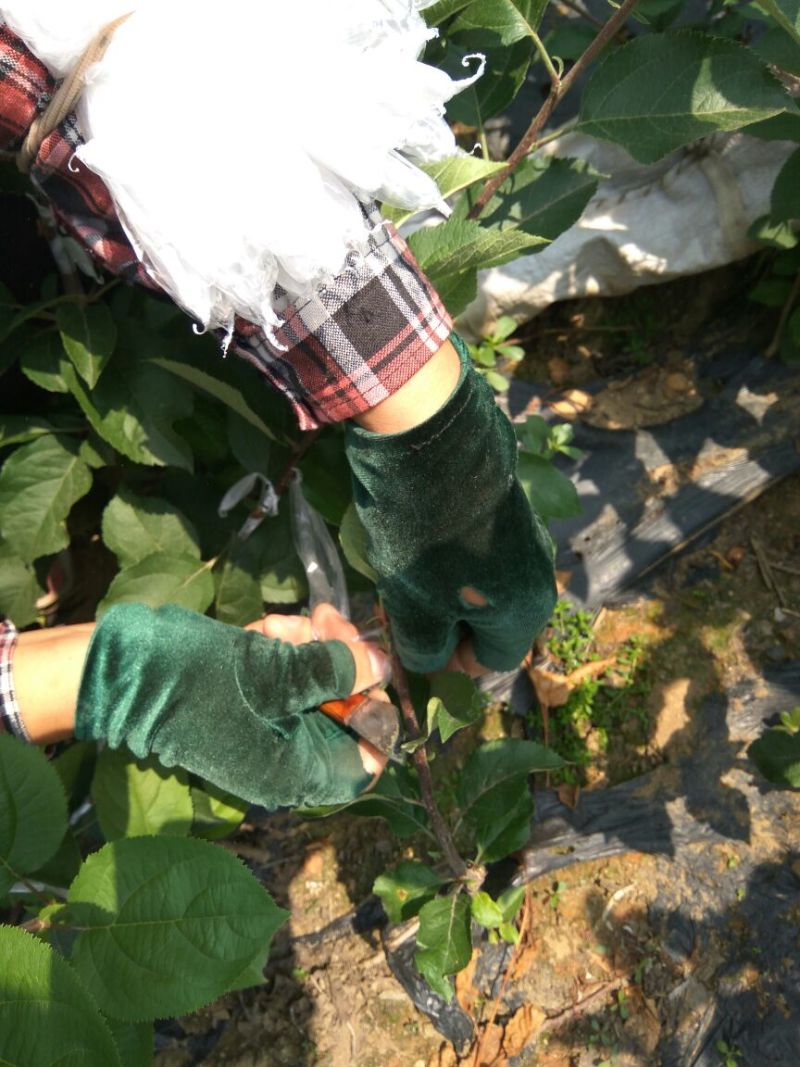 【热卖】露利苹果树苗苹果苗指导种植技术手把手教给你技术