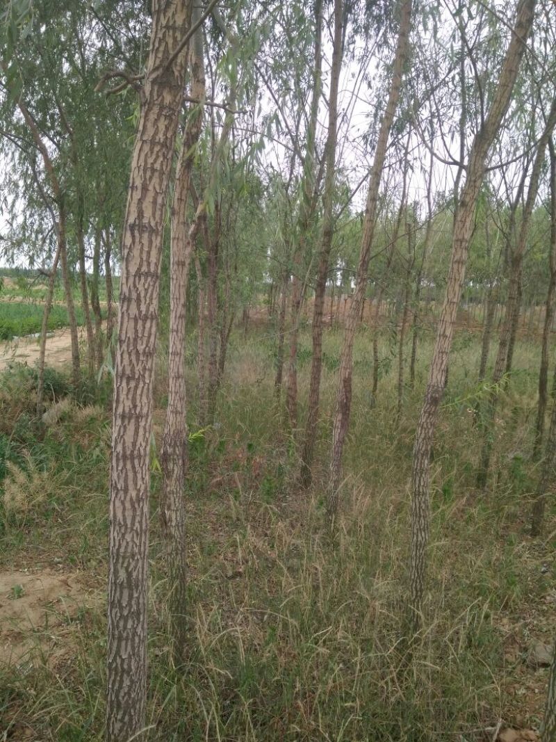 垂柳8~10cm8~10cm3~3.5米