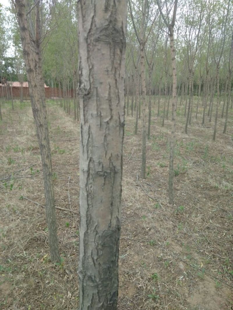 垂柳8~10cm8~10cm2.5~3米