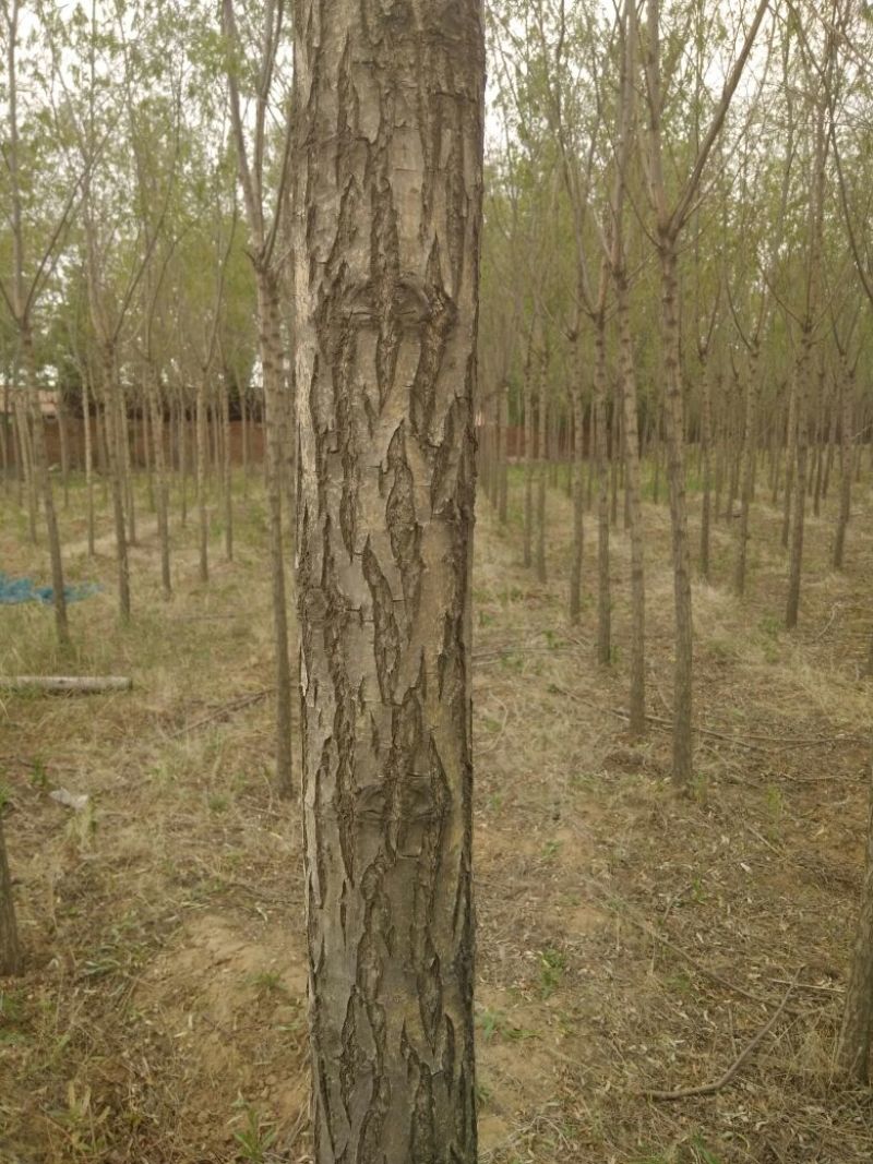 垂柳8~10cm8~10cm2.5~3米