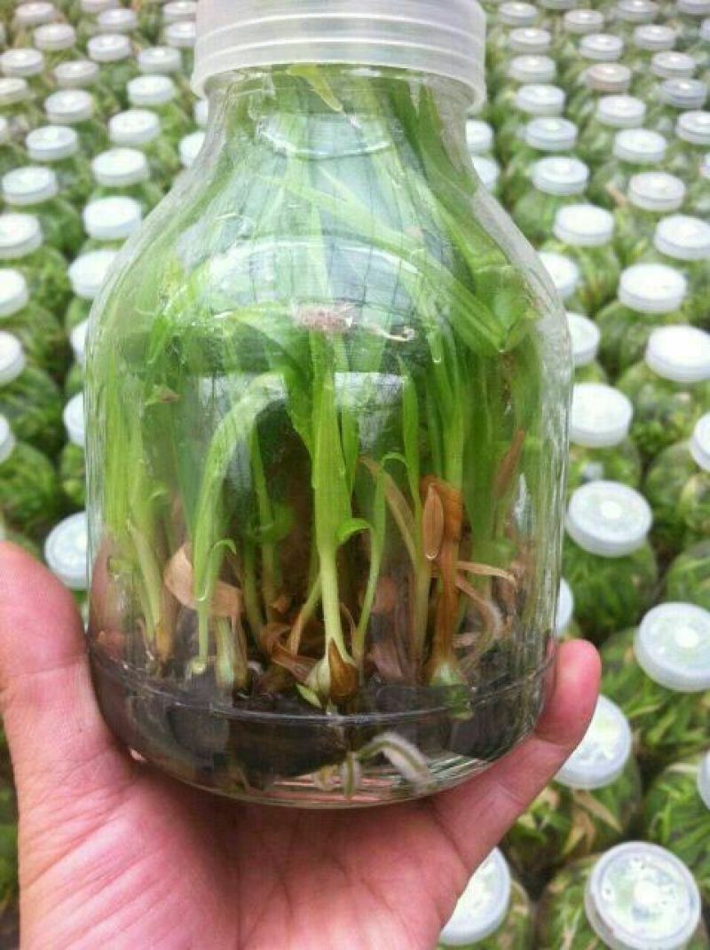 三叉白芨统货
