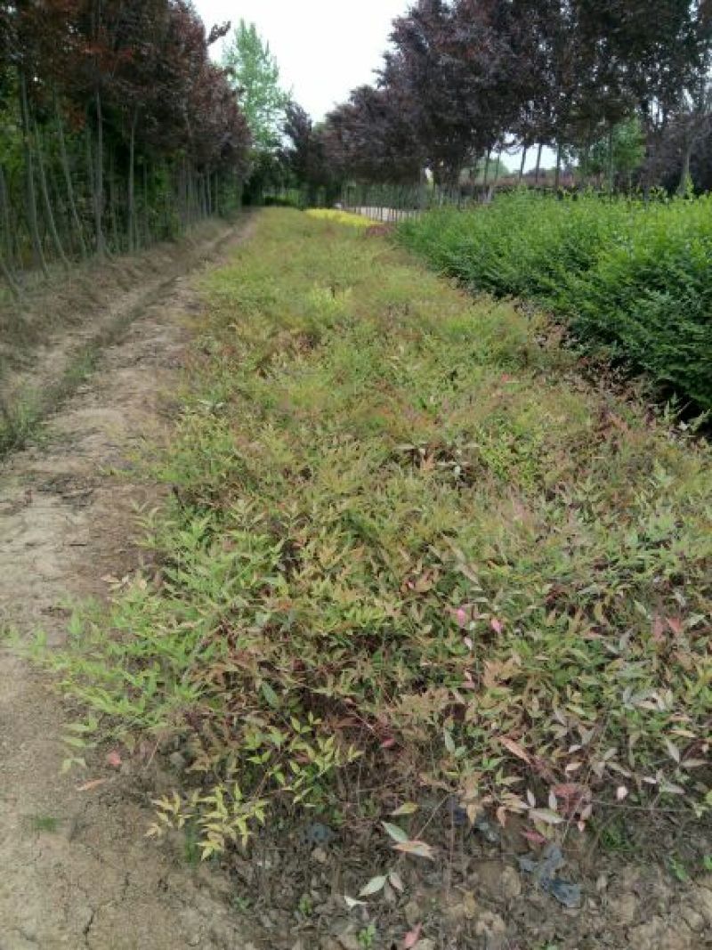 南天竹30~50cm