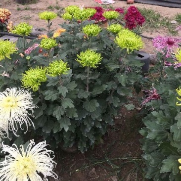 菊花苗品种