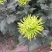 菊花苗品种