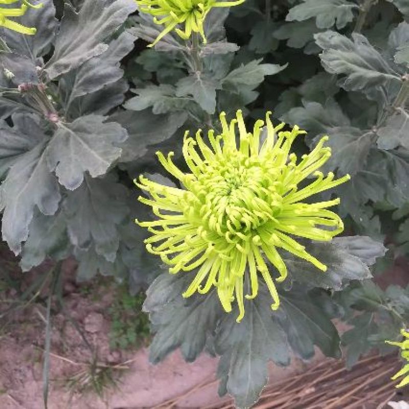 菊花苗品种