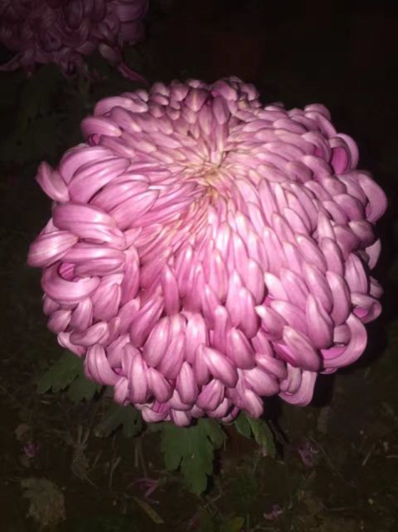 菊花苗品种