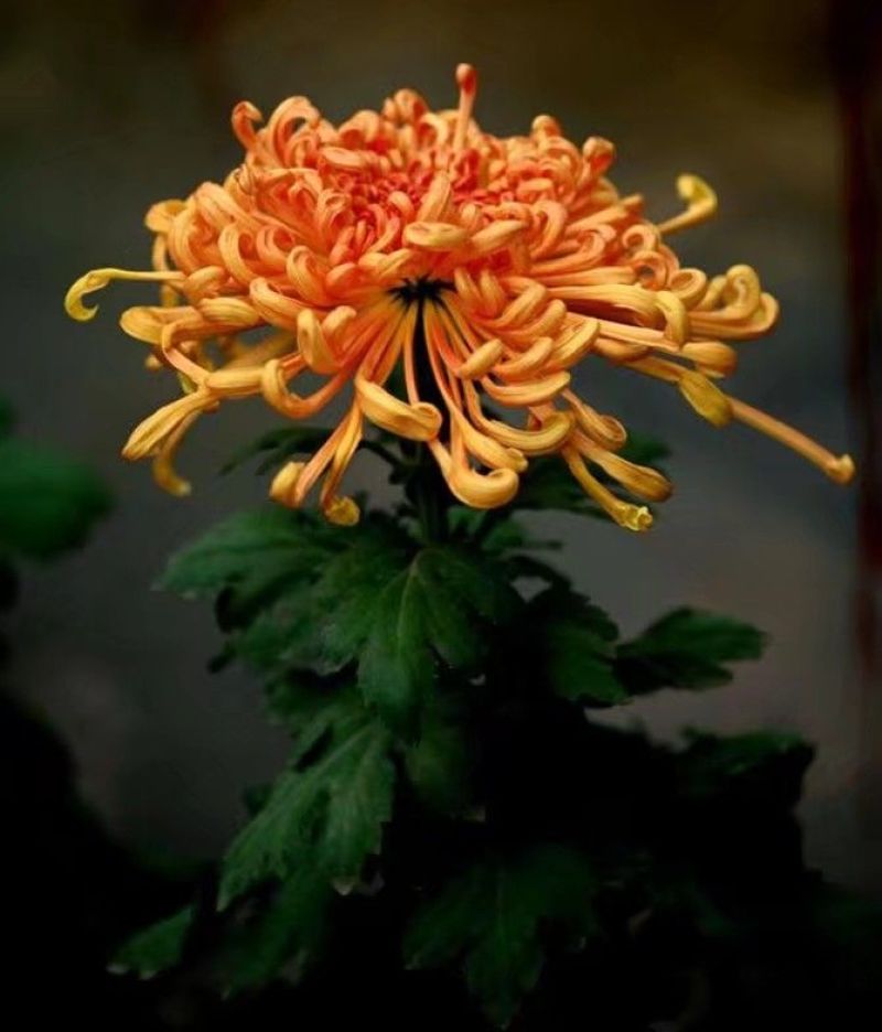 菊花苗品种