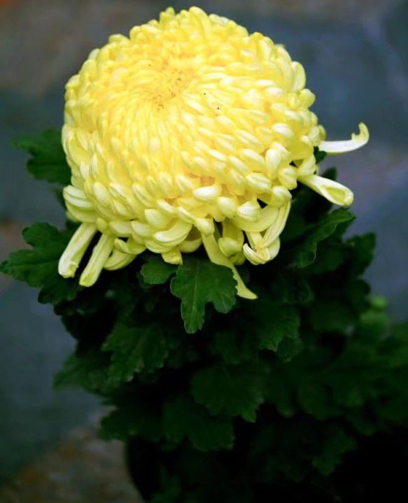 菊花苗品种