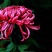 菊花苗品种