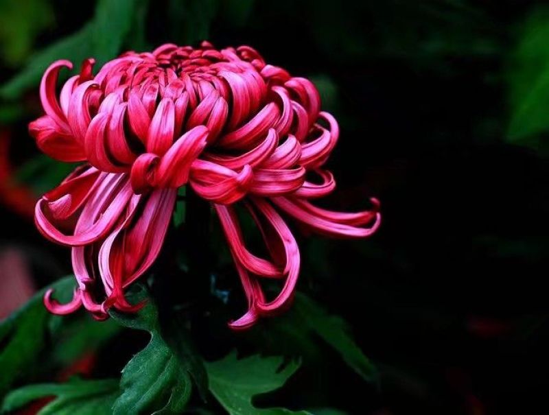 菊花苗品种