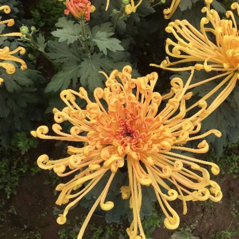 菊花苗品种
