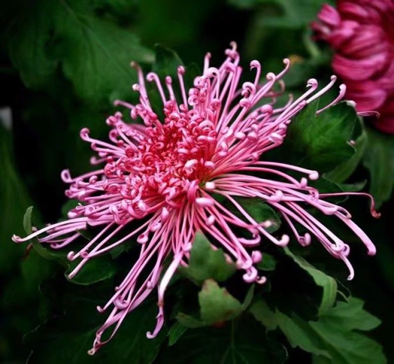 菊花苗品种
