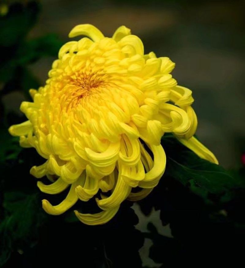 菊花苗品种