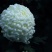 菊花苗品种
