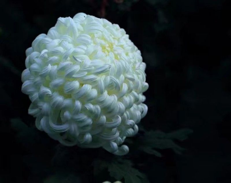 菊花苗品种