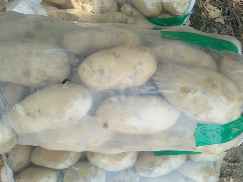 【优选】齐元丰希森荷兰十五土豆商超品质