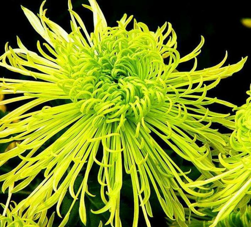 菊花苗金丝皇菊苗