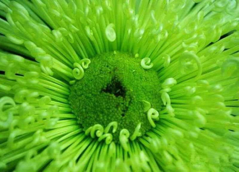 菊花苗金丝皇菊苗