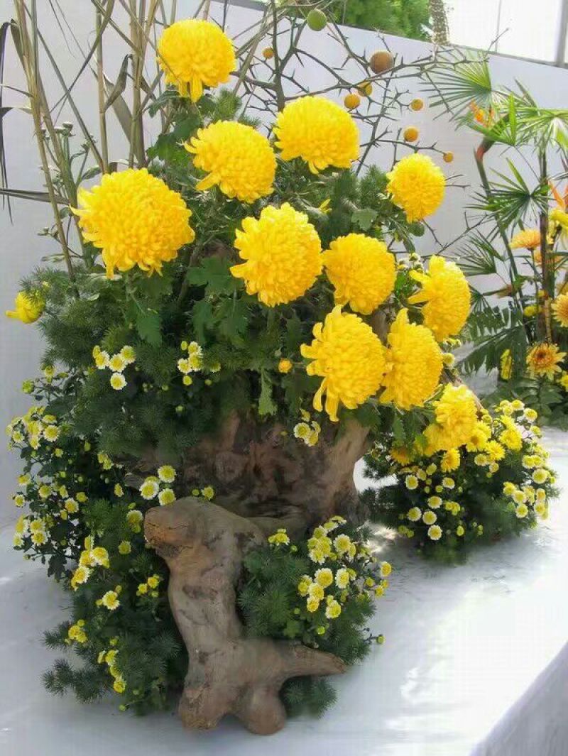 菊花苗金丝皇菊苗