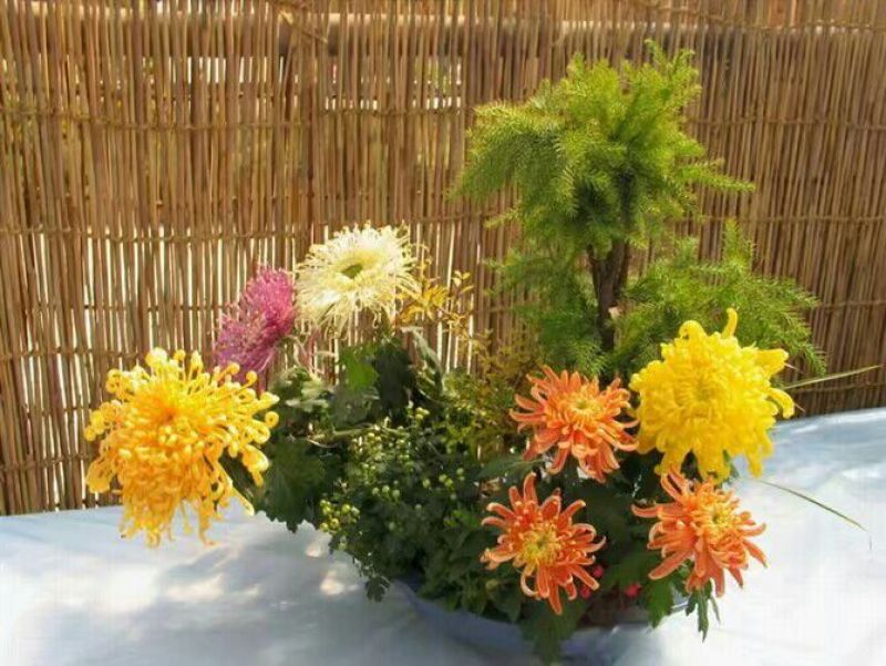菊花苗金丝皇菊苗