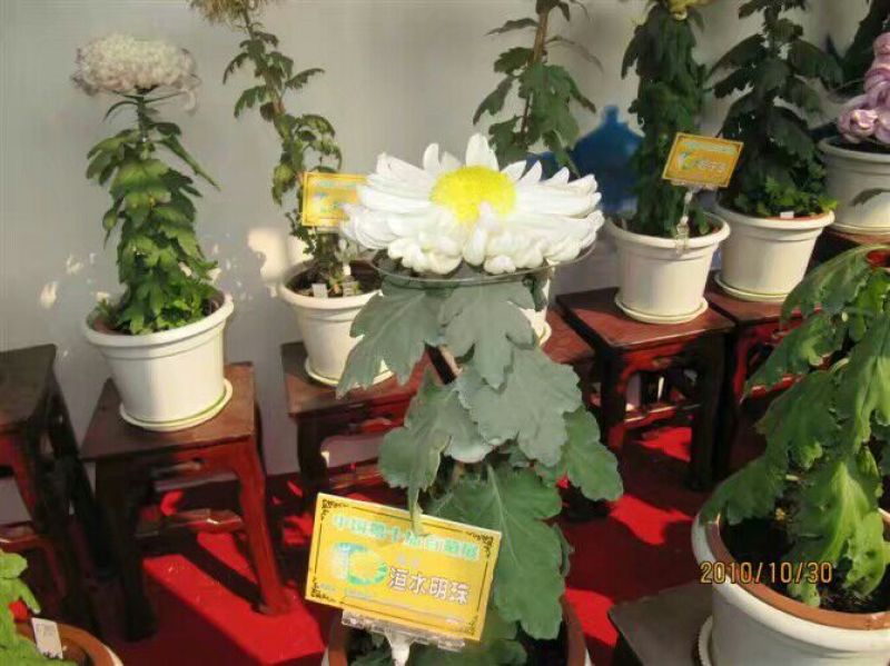 菊花苗金丝皇菊苗