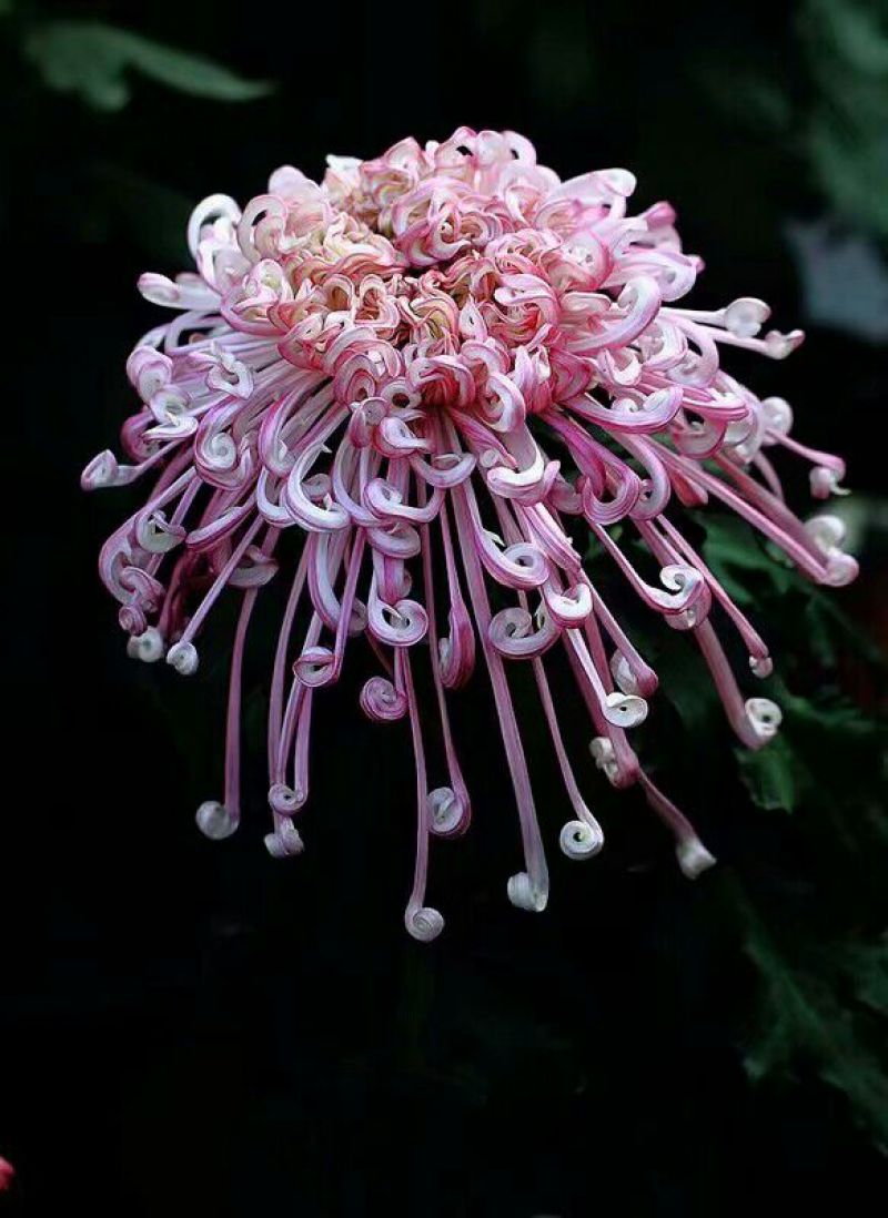 菊花苗金丝皇菊苗