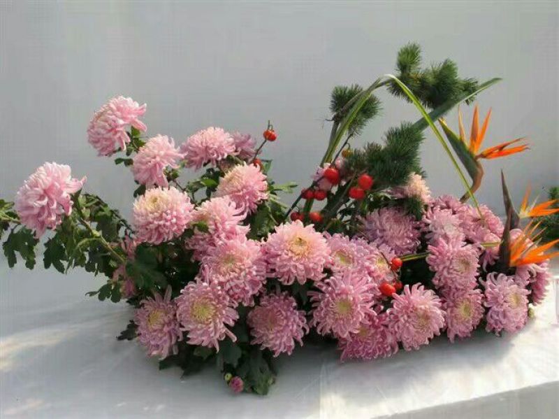 菊花苗金丝皇菊苗