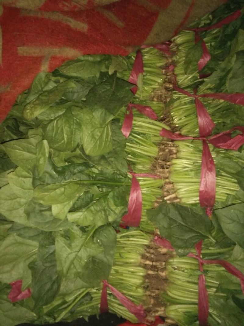 大叶菠菜20~25厘米