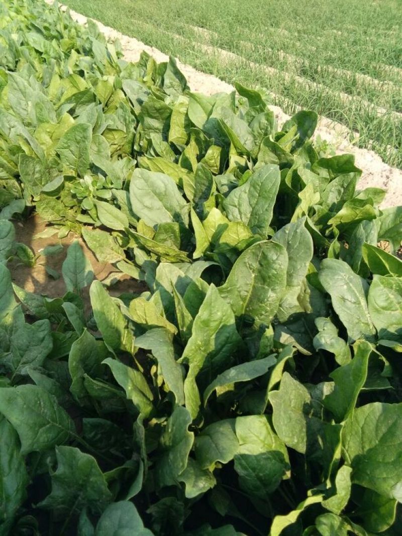 大叶菠菜20~25厘米