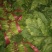 大叶菠菜20~25厘米