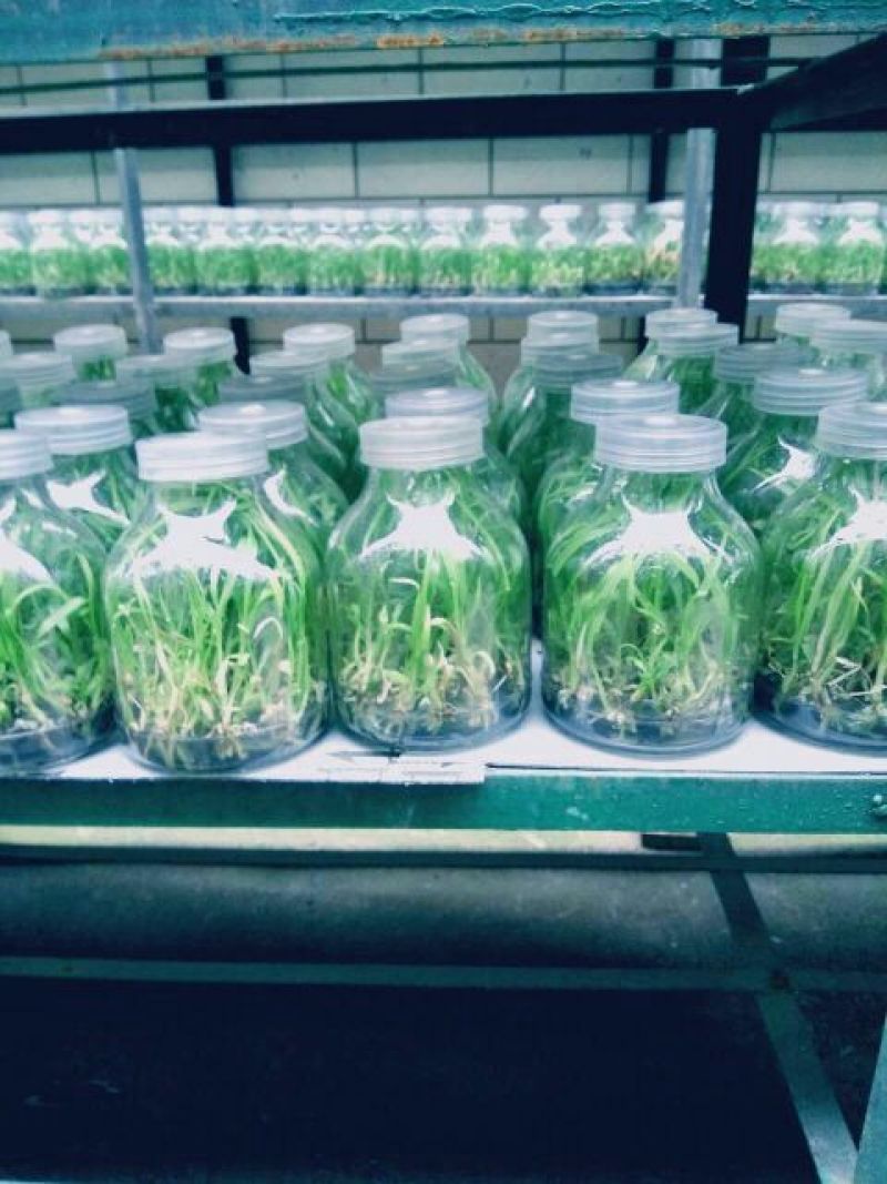 三叉白芨种苗10cm以下
