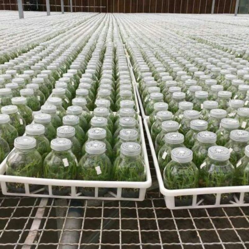 三叉白芨种苗10cm以下